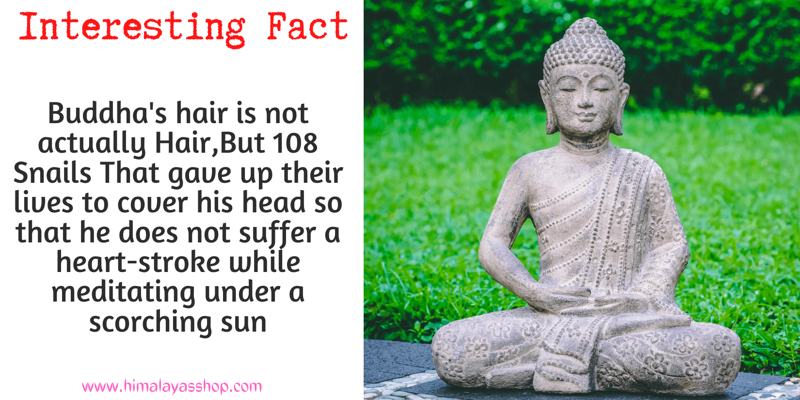 Buddha Snail Hair