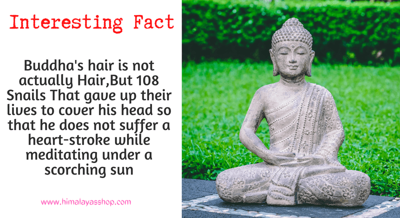 Buddha Snail Hair