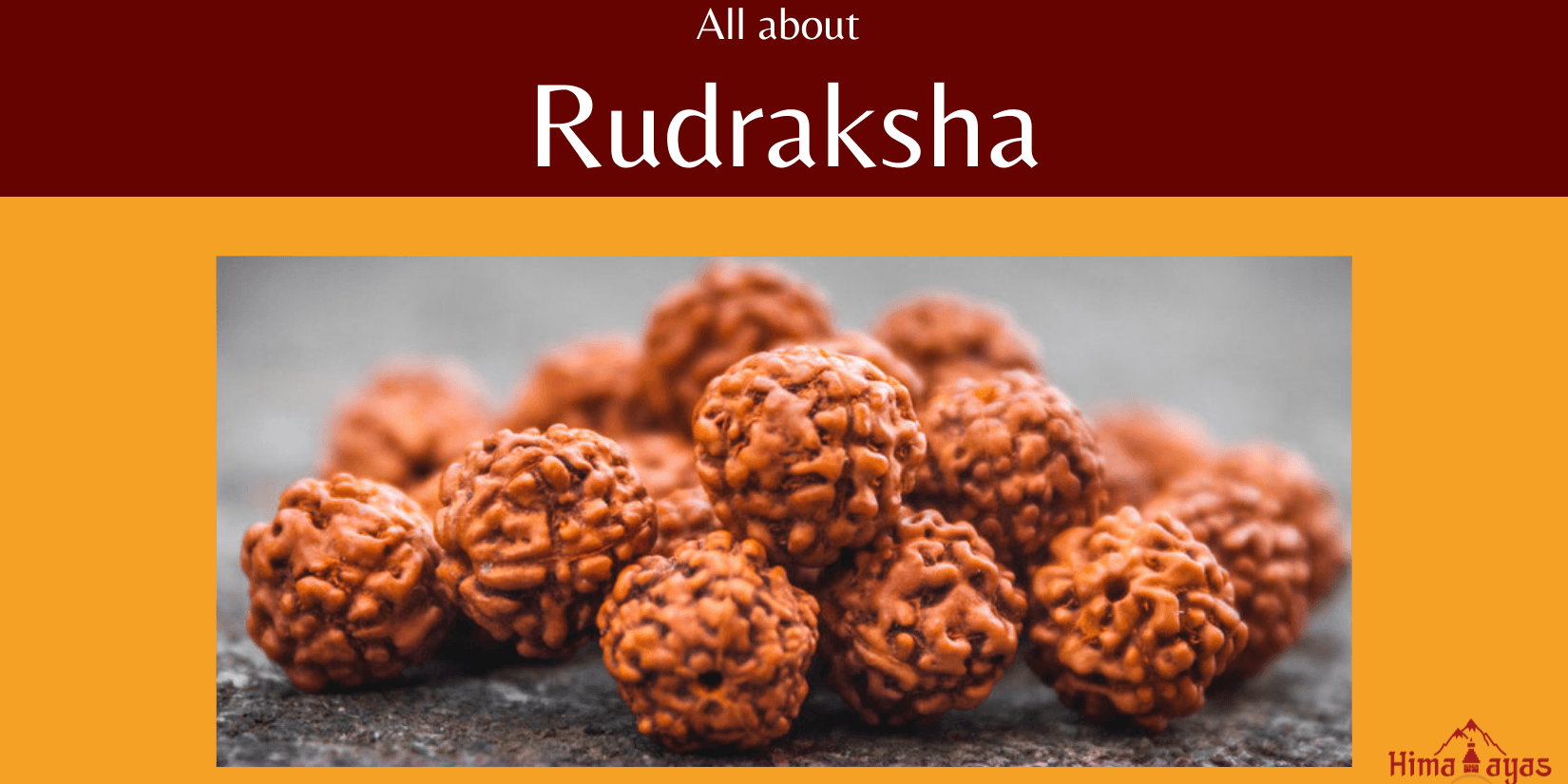 Everything you need to know about the Rudraksha seed