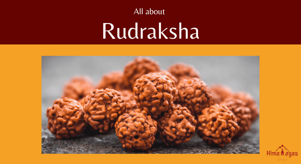 Everything you need to know about the Rudraksha seed