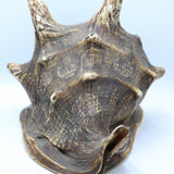 Conch Shell - The Himalayas Shop .