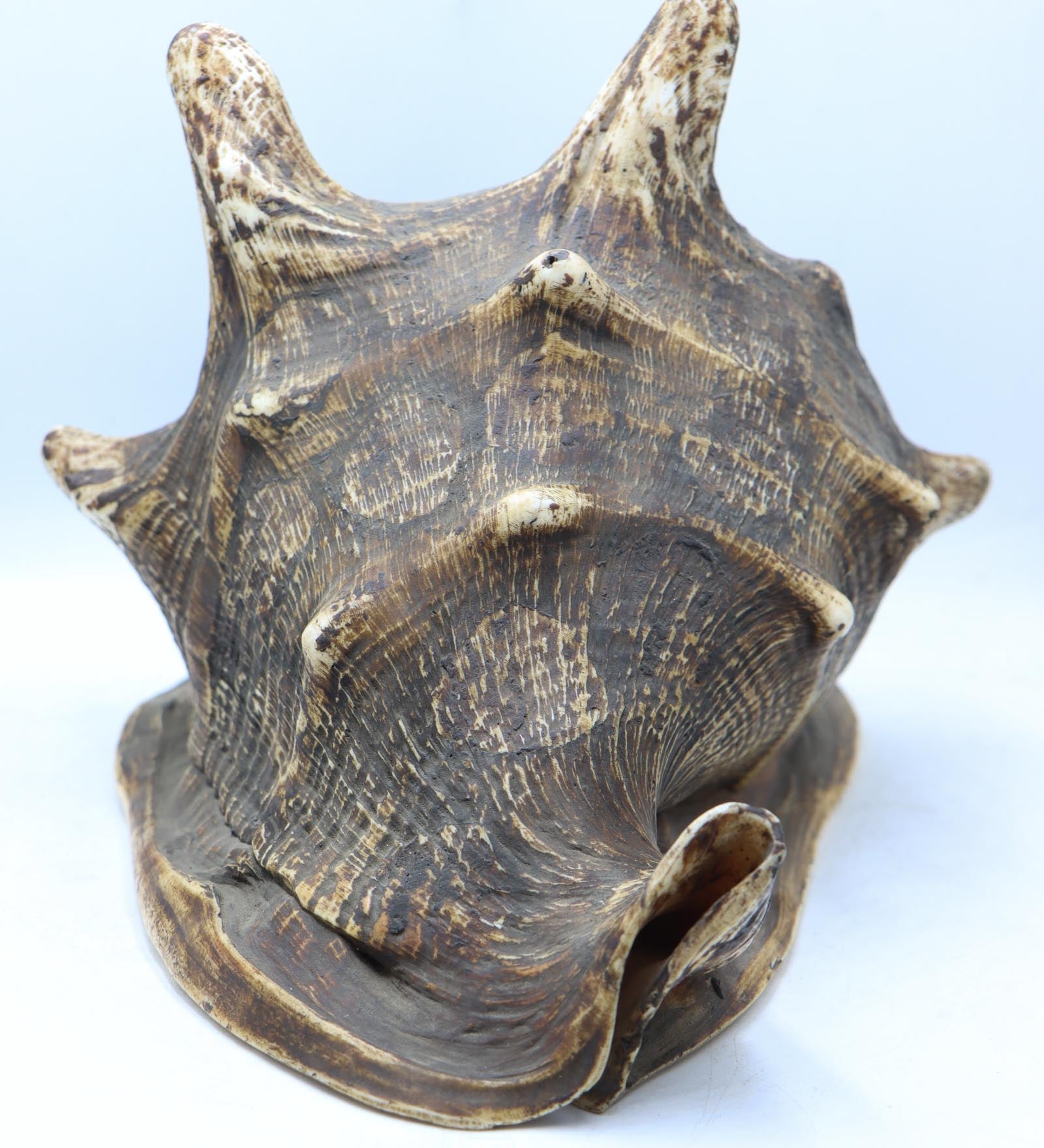 Conch Shell - The Himalayas Shop .