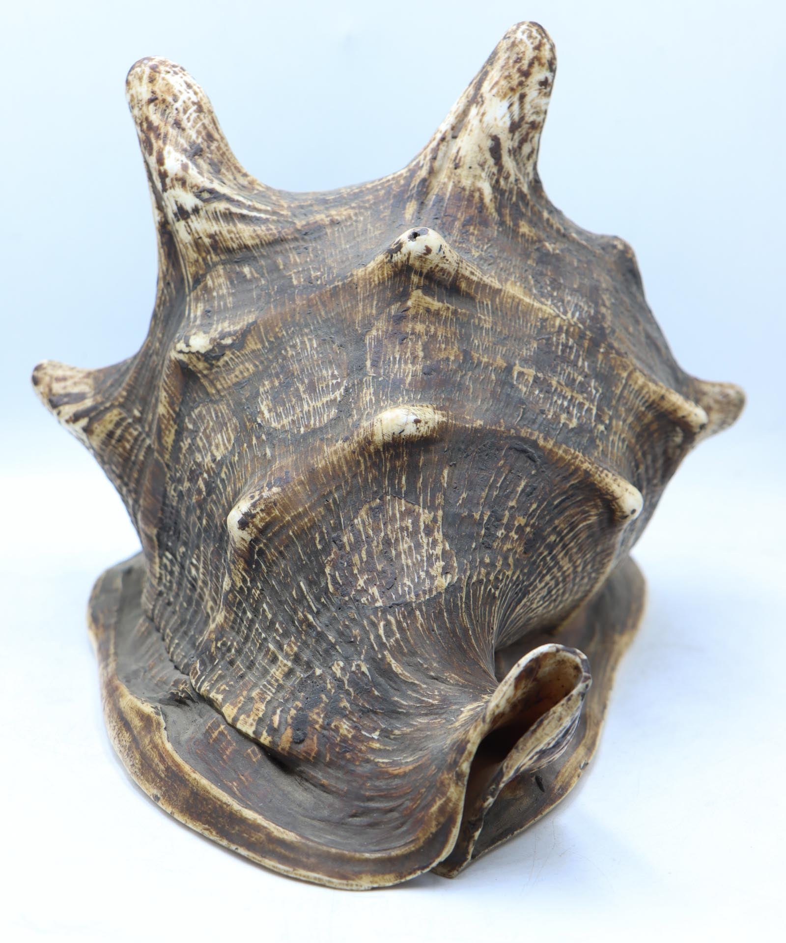 Conch Shell - The Himalayas Shop .
