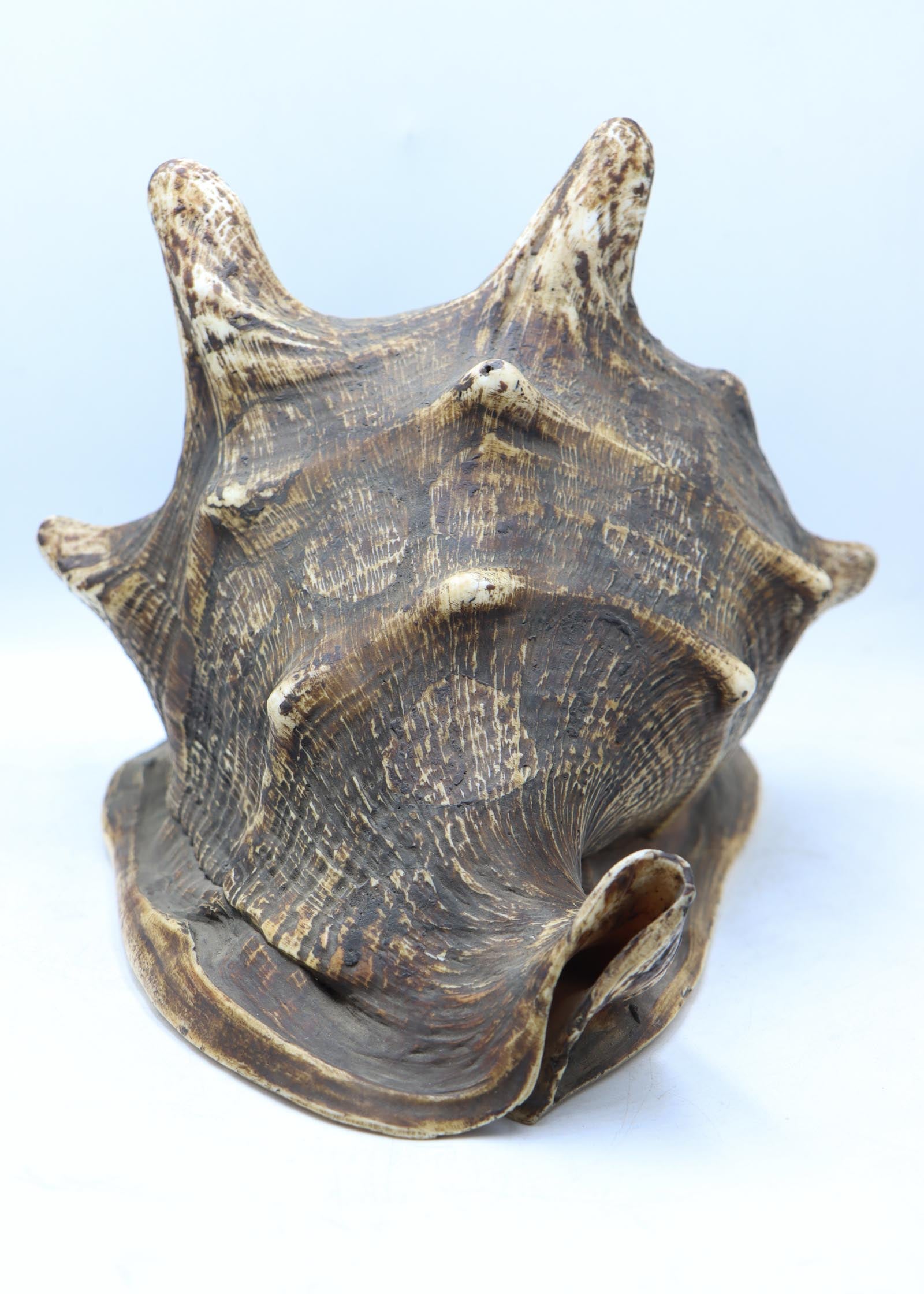 Conch Shell - The Himalayas Shop .