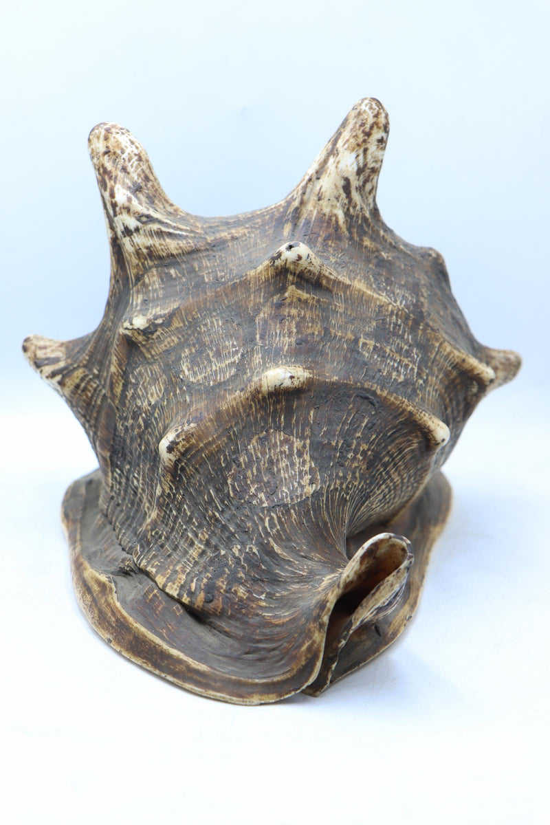 Conch Shell - The Himalayas Shop .