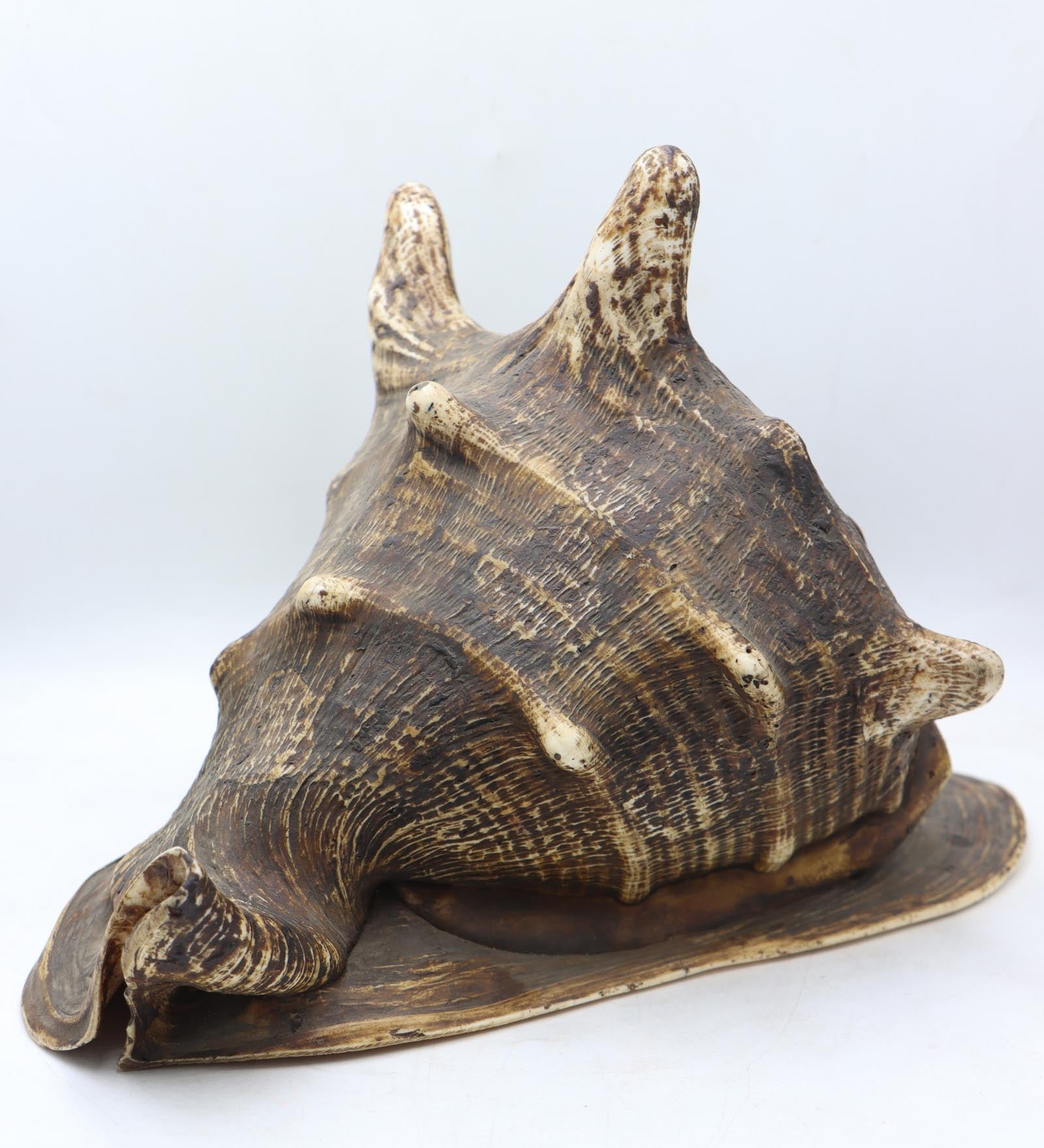 Conch Shell - The Himalayas Shop .