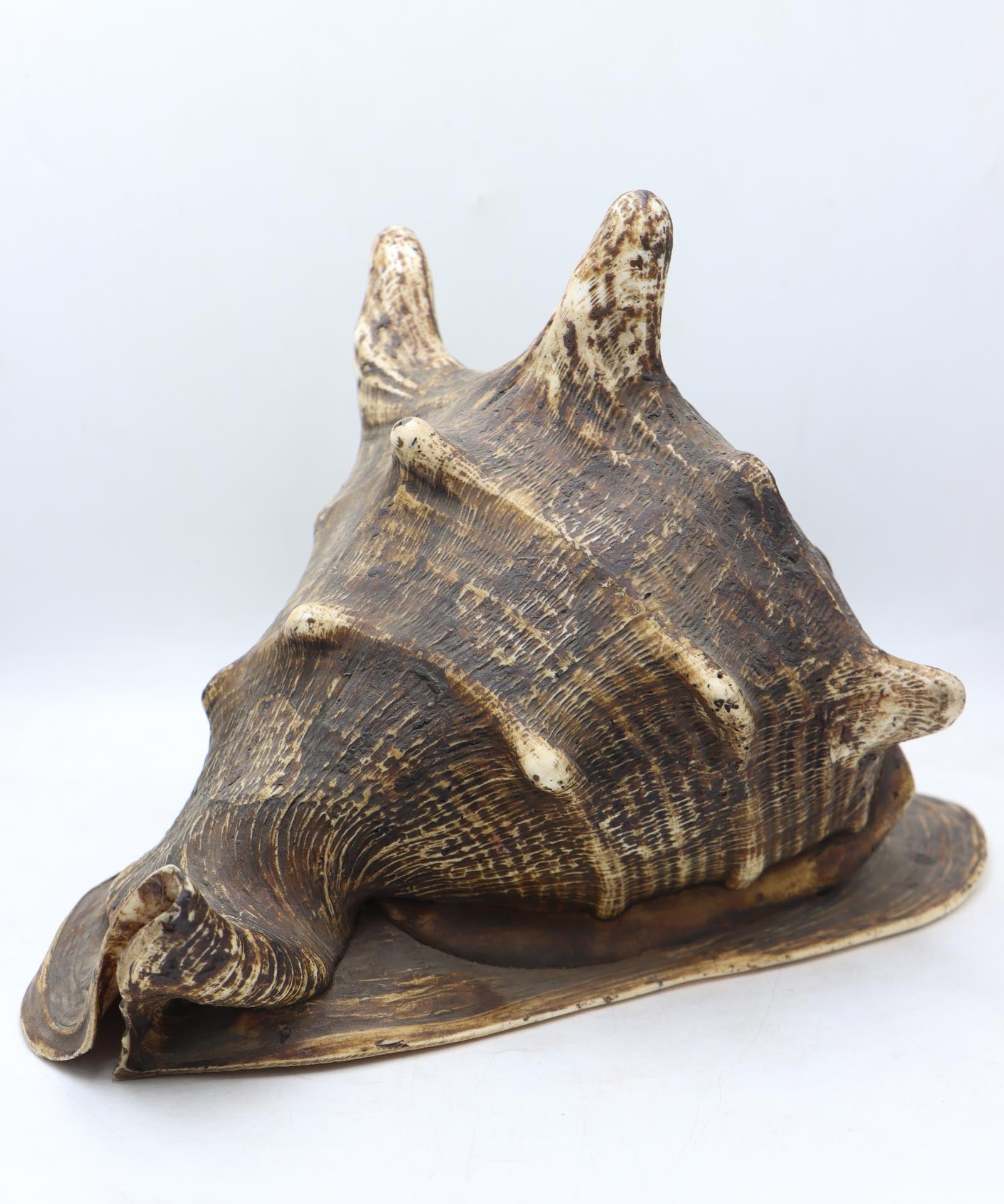 Conch Shell - The Himalayas Shop .