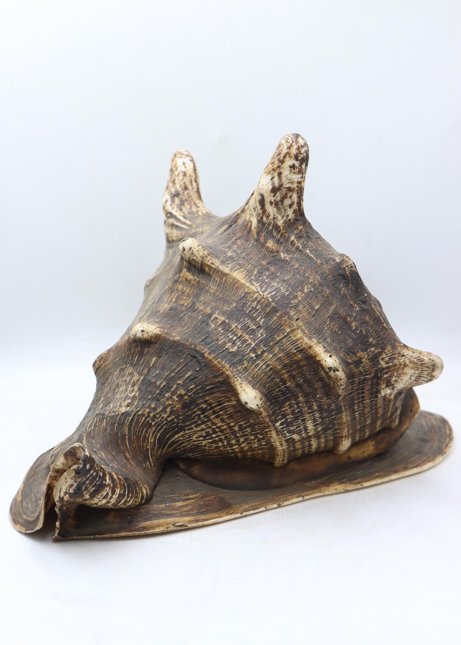 Conch Shell - The Himalayas Shop .