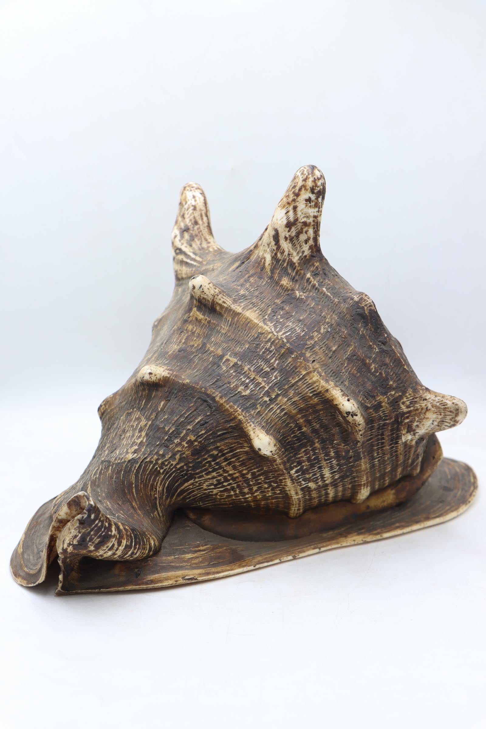 Conch Shell - The Himalayas Shop .