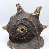 Conch Shell - The Himalayas Shop .