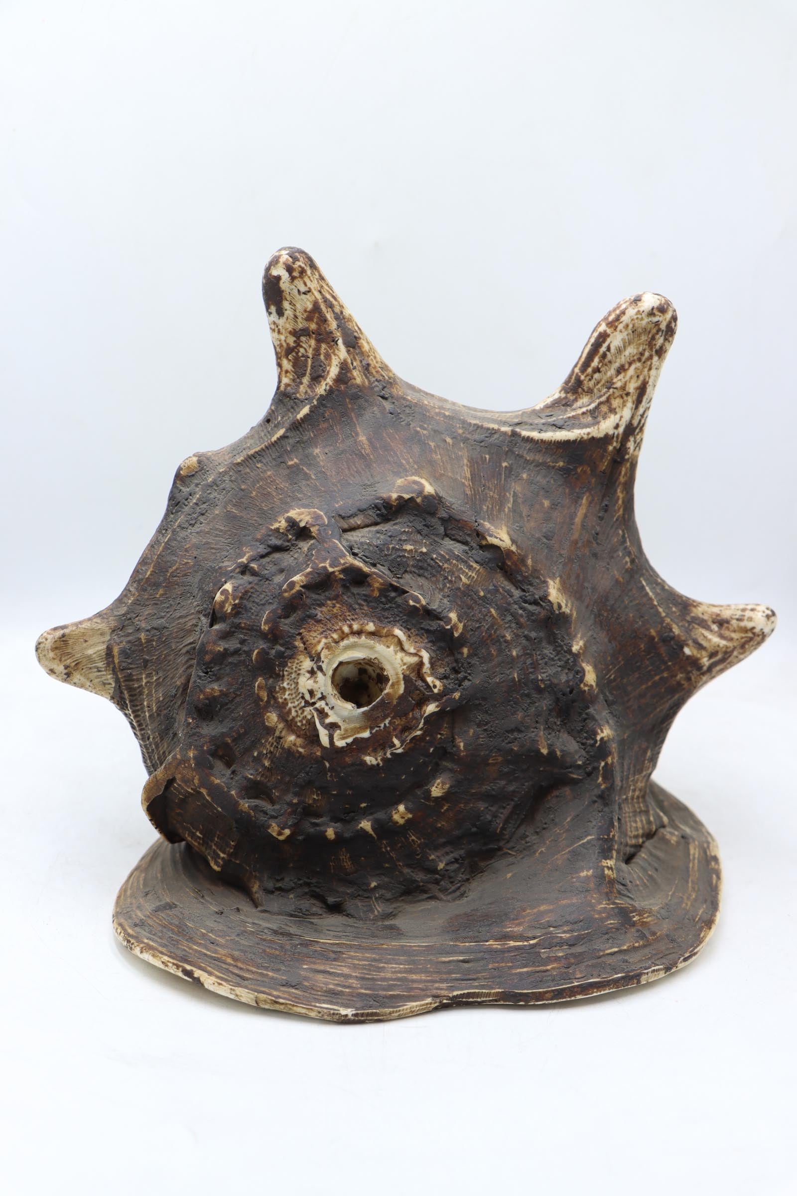 Conch Shell - The Himalayas Shop .