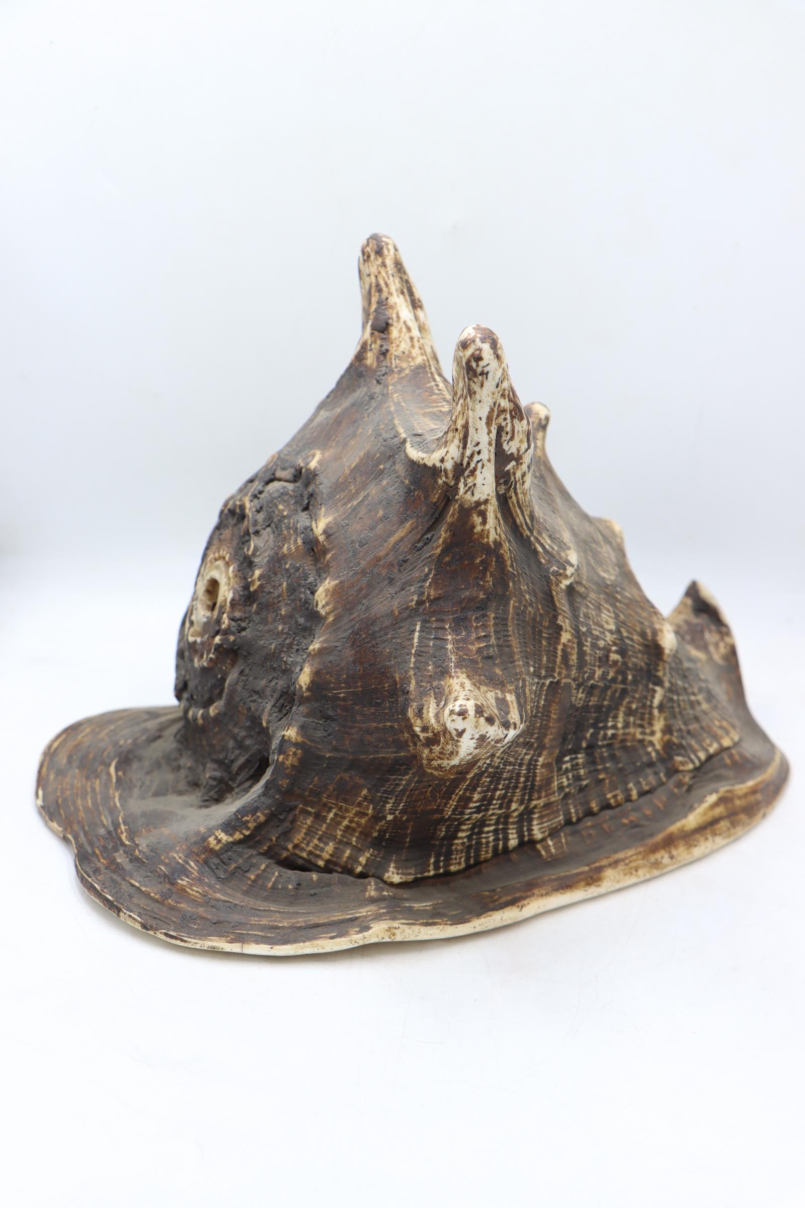 Conch Shell - The Himalayas Shop .