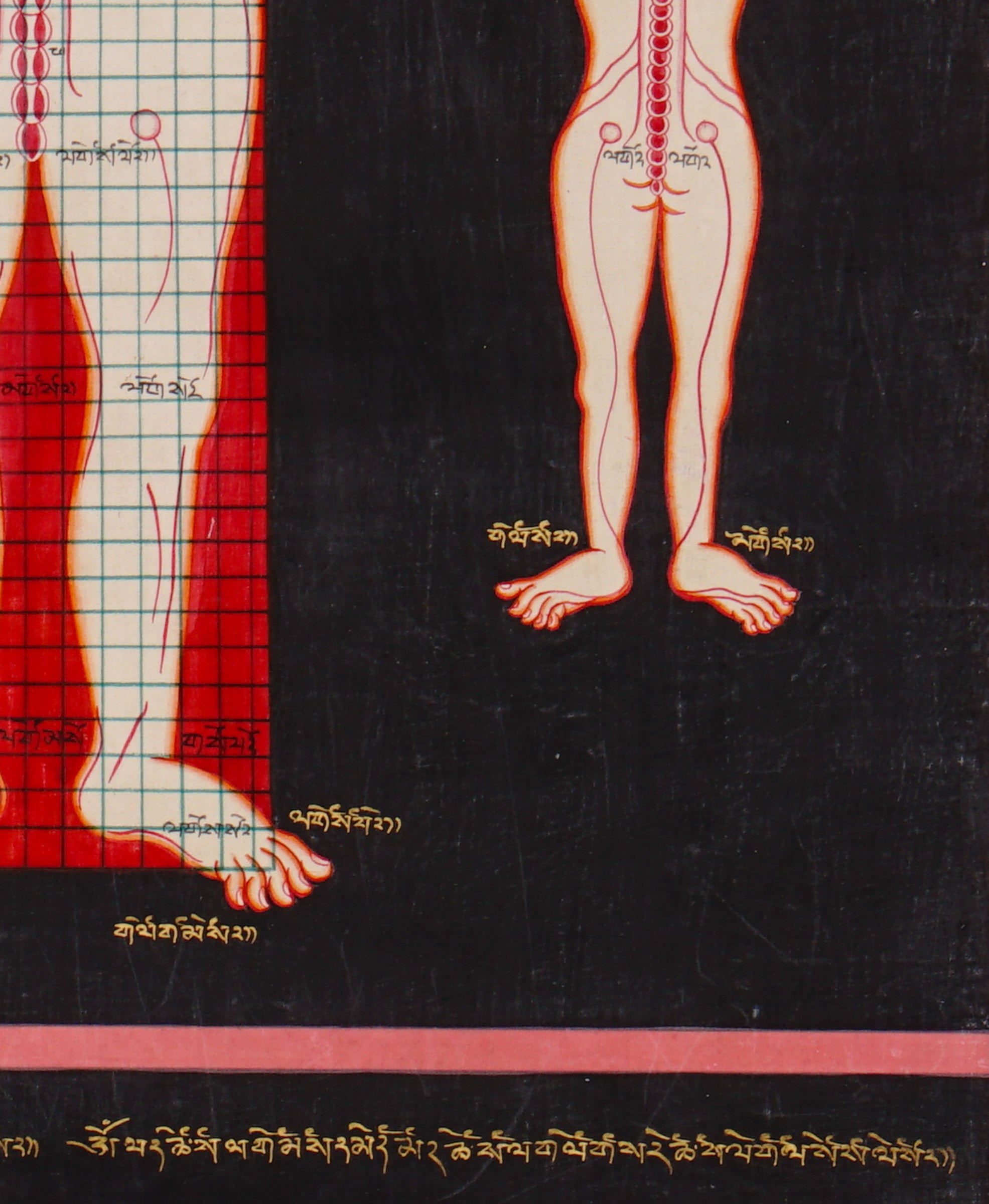 Tibetan Anatomy Thangka Painting showing traditional human body diagrams with front and back views, spinal lines, red grid markings, body points and Tibetan script labels on a black background.