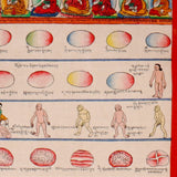 Tibetan Medicine Plant Thangka Painting showing traditional herbal medicine illustrations, body diagrams, healing scenes, medical symbols