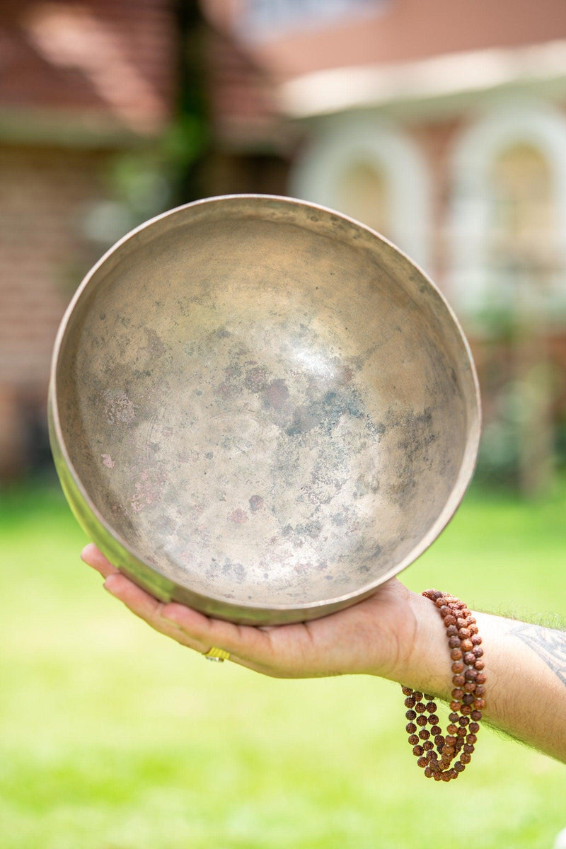 Collectable Singing Bowl - Himalayas Shop