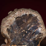 Bone carving Bhairab statue for altar and rituals