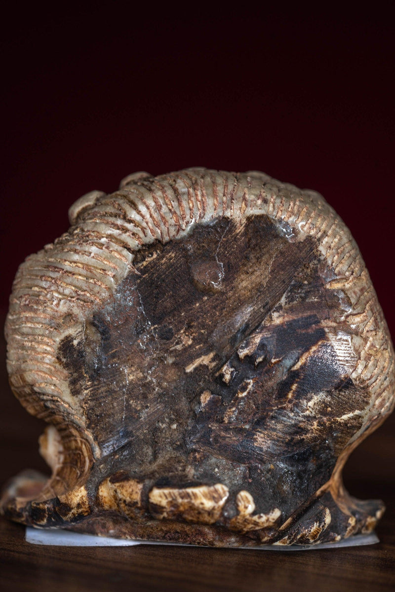 Bone carving Bhairab statue for altar and rituals